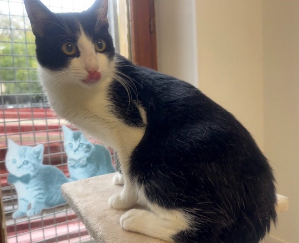 Figaro - Chat Européen à adopter