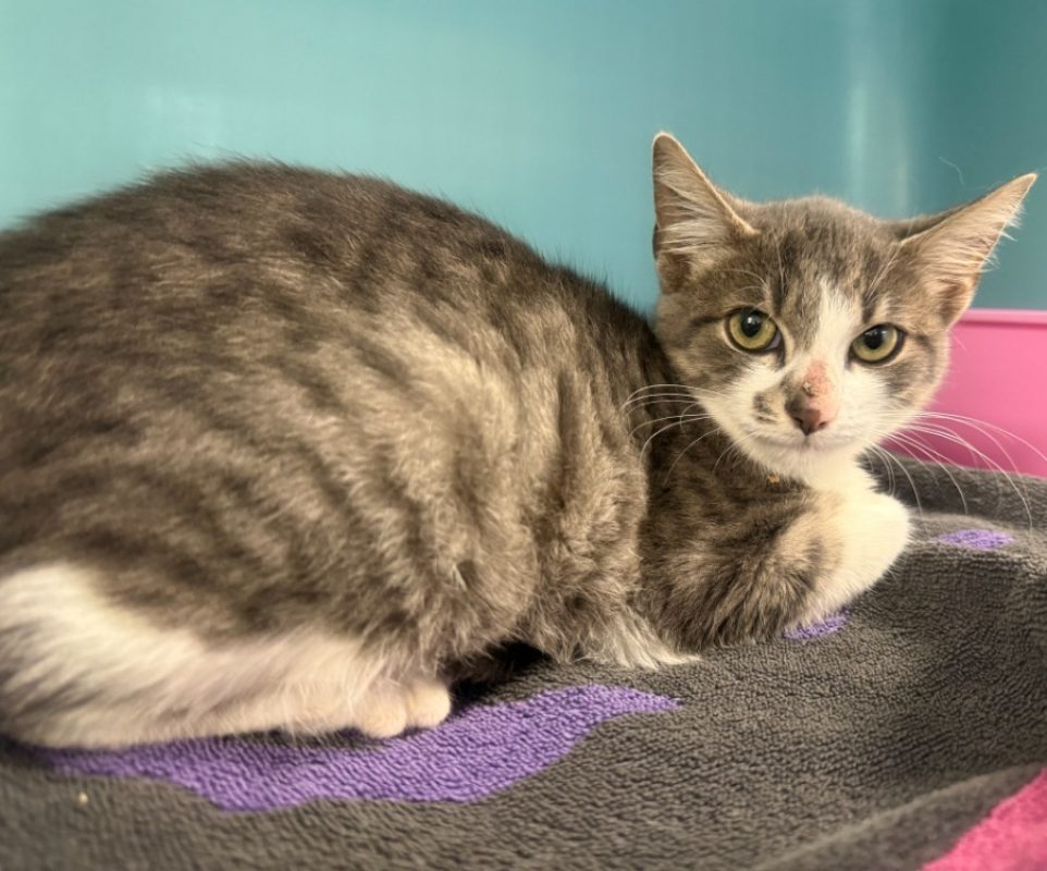 Aya - Chat Européen à adopter