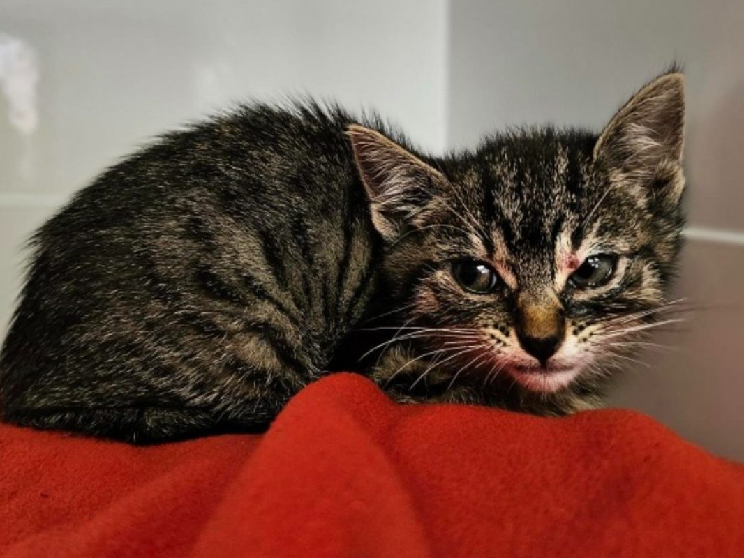 Alby - Chat Européen à adopter