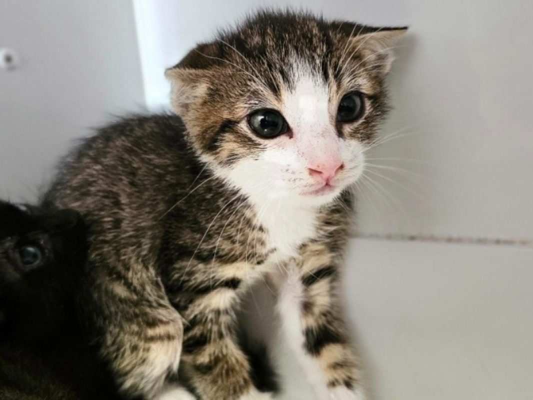 Grigri - Chat Européen à adopter