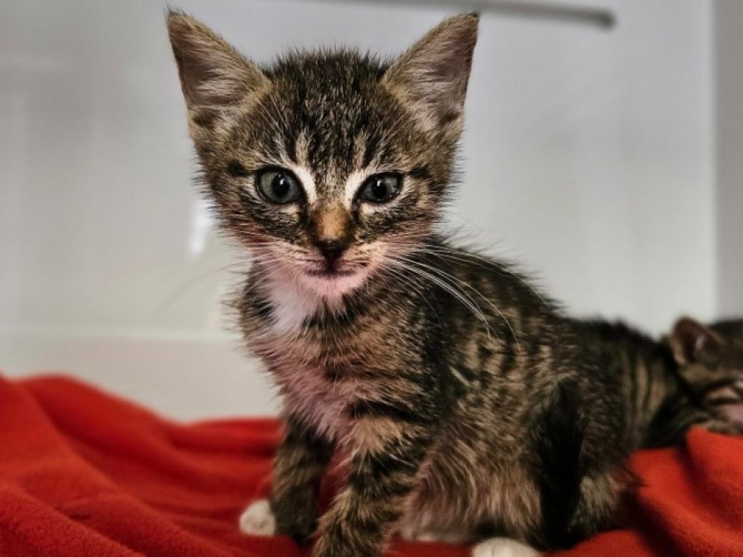Loupette - Chat Européen à adopter