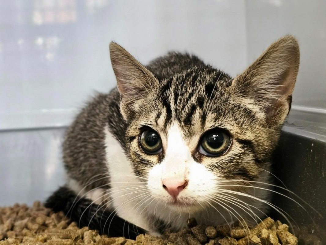 Kawa - Chat Européen à adopter