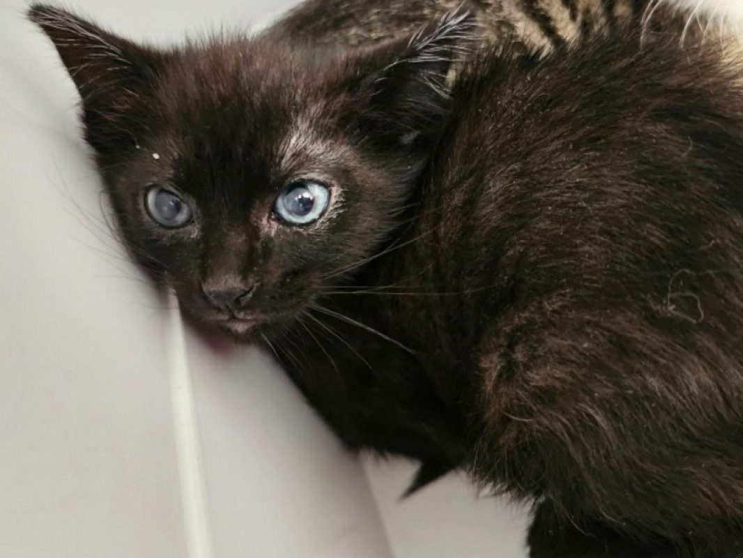 Lascar - Chat Européen à adopter
