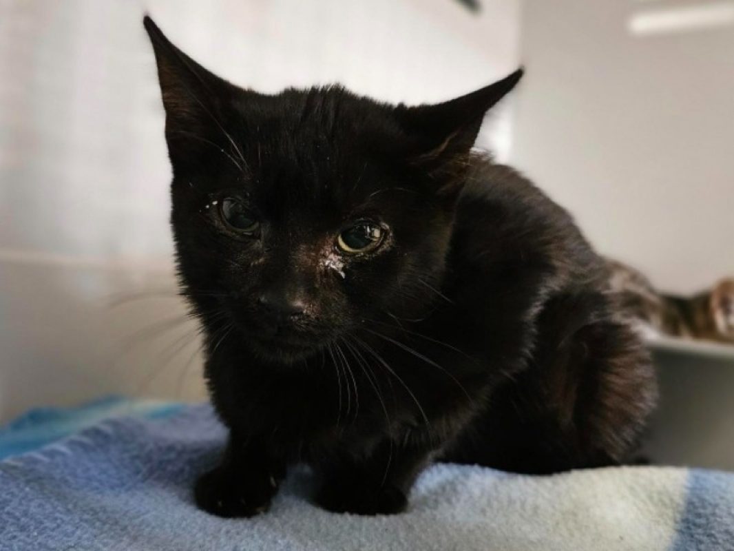 Rasta - Chat Européen à adopter