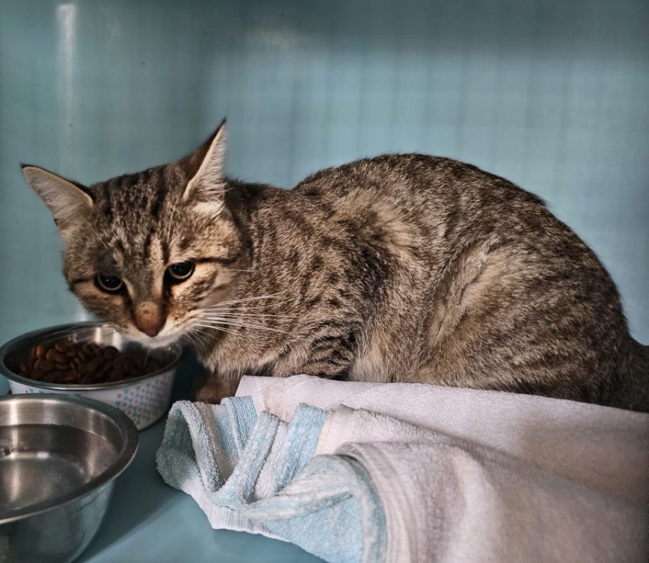 Groot - Chat Européen à adopter