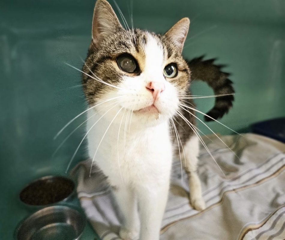 O'malley - Chat Européen à adopter