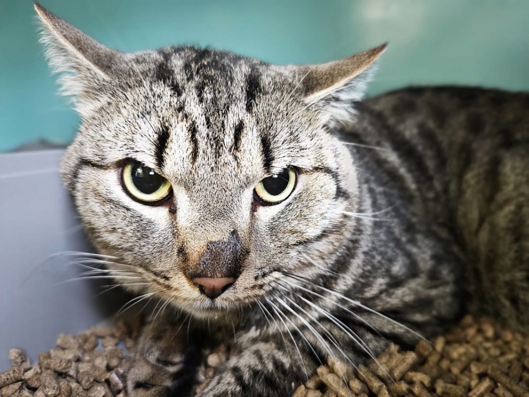 Oliver - Chat Européen à adopter