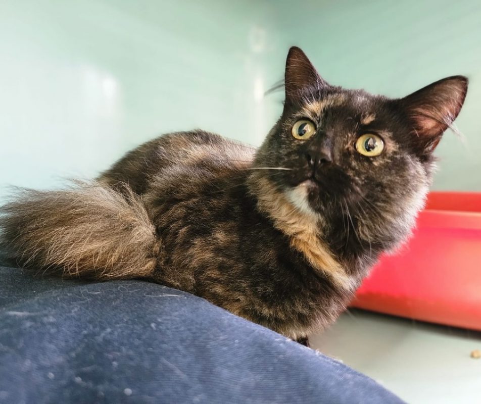 Chaussette - Chat Européen à adopter