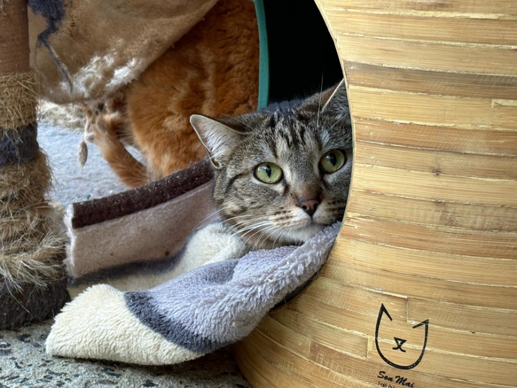 Punch - Chat Européen à adopter - photo 2