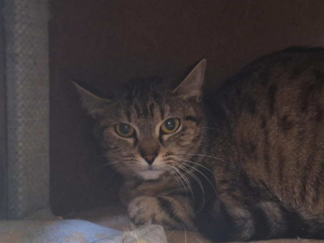 Punch - Chat Européen à adopter - photo 3