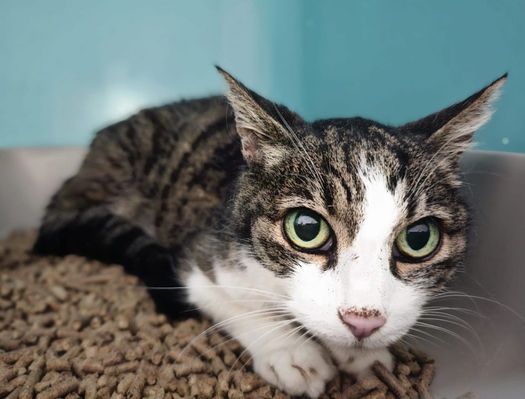 Princesse - Chat Européen à adopter