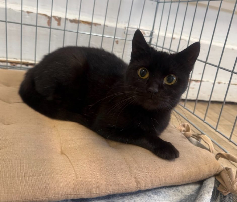 Oxa - Chat Européen à adopter