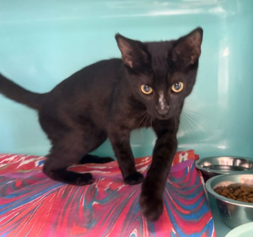 Toulouse - Chat Européen à adopter