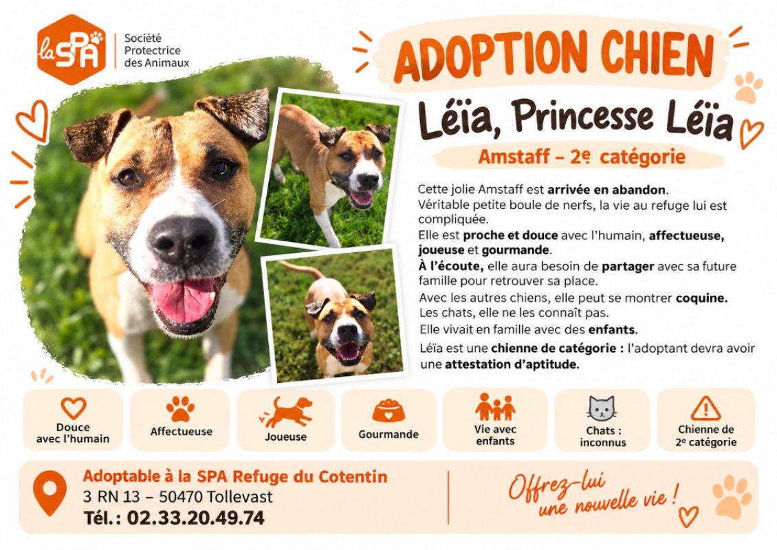 Leïa - Chien à adopter