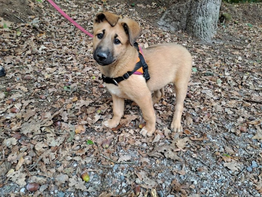 Gargouille réservé - Chien à adopter