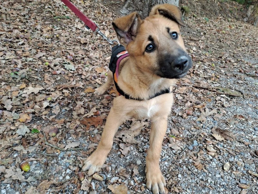 Gargouille réservé - Chien à adopter - photo 2