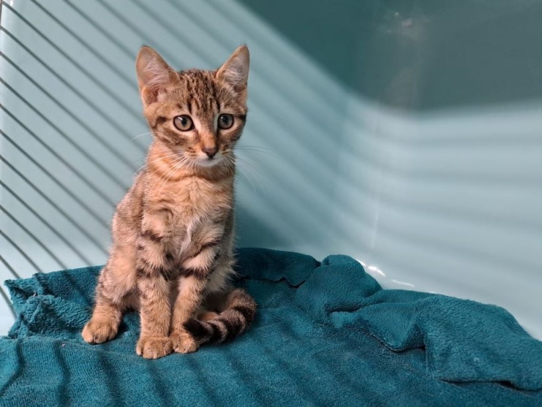 Benji réservé - Chat Européen à adopter