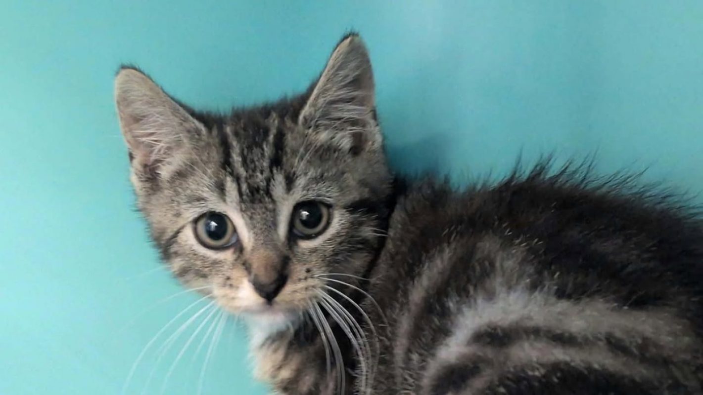 Luigi - Chat Européen à adopter