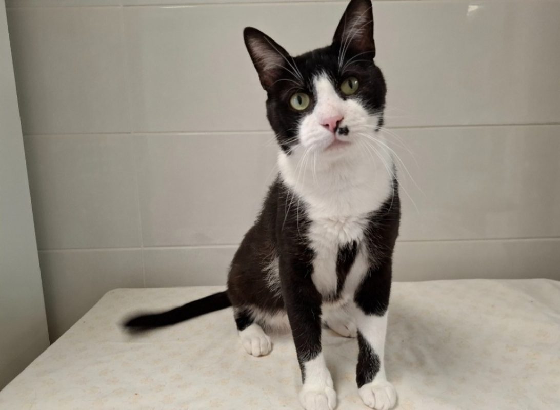 Loulou - Chat Européen à adopter