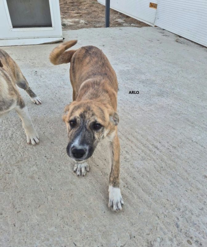 3 chiots nés le 01/06/2026 - Chien à adopter - photo 3
