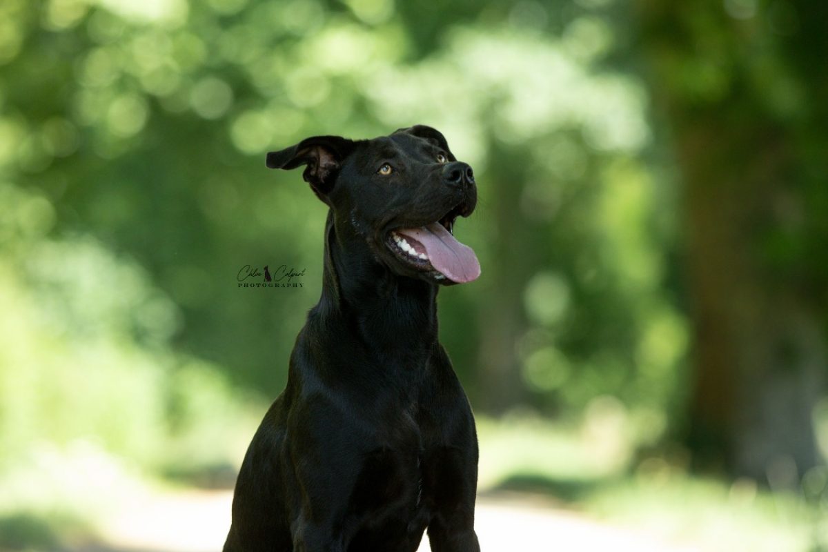Ava - Chien à adopter