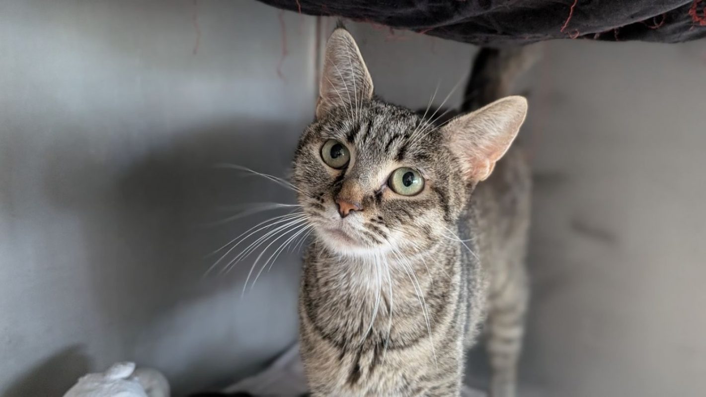 Pivoine - Chat Européen à adopter