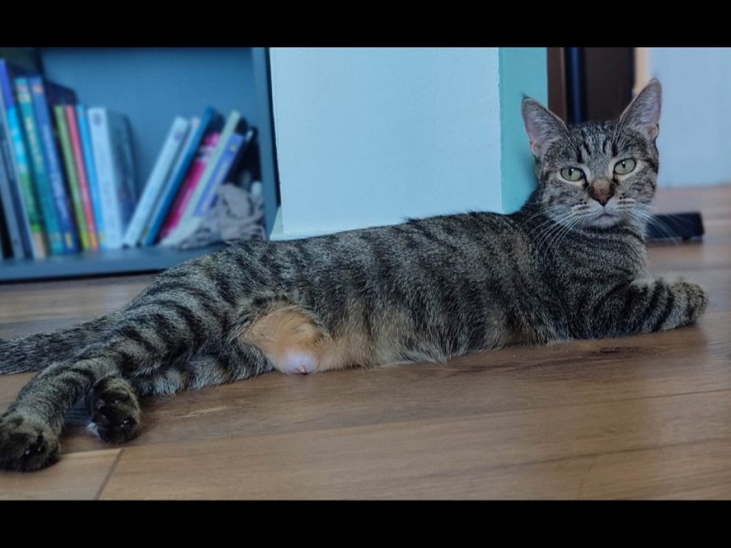Pivoine - Chat Européen à adopter - photo 2