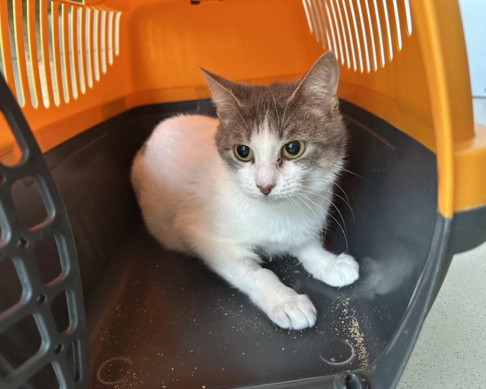 Saze - Chat à adopter