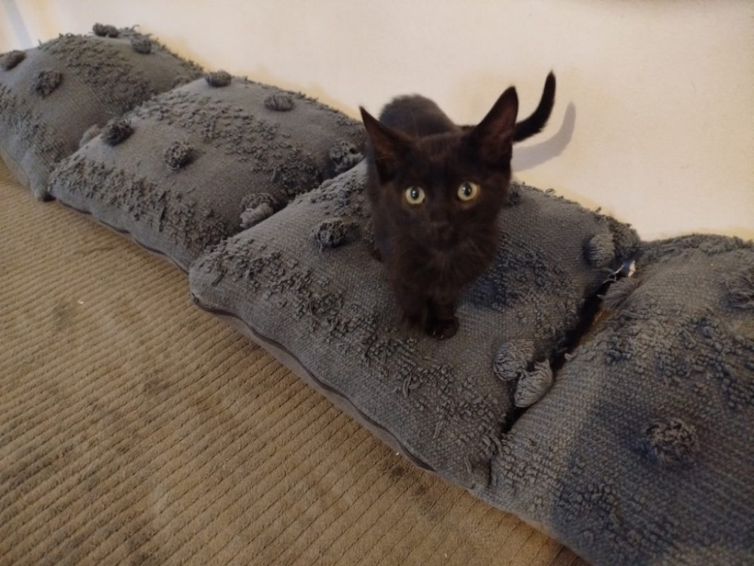 Milo - Chat Européen à adopter