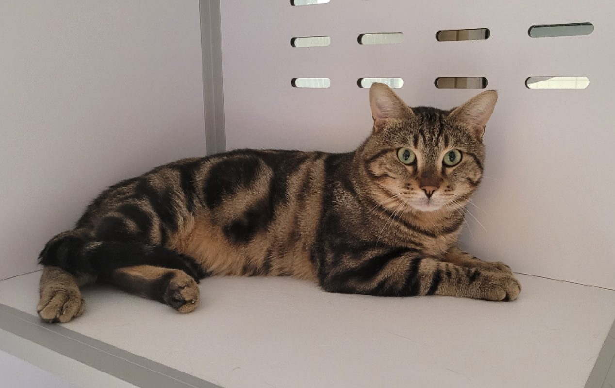 Chouchou - Chat Européen à adopter