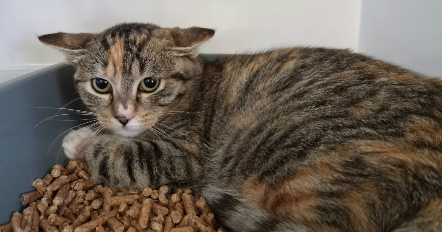 Pticoeur - Chat Européen à adopter