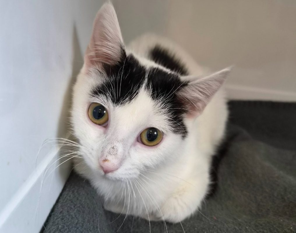 Shiro - Chat Européen à adopter