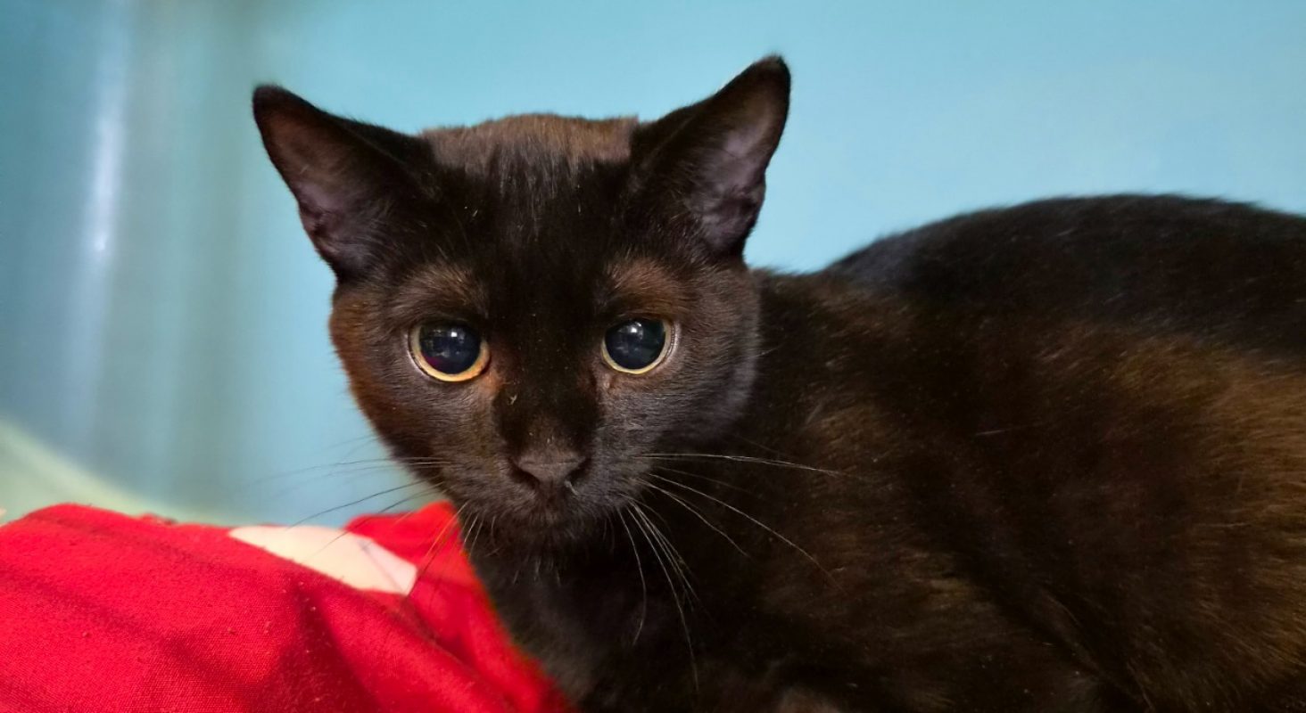 Stern - Chat Européen à adopter
