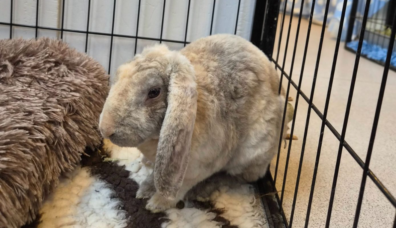 Boule - Rongeur Lapin à adopter