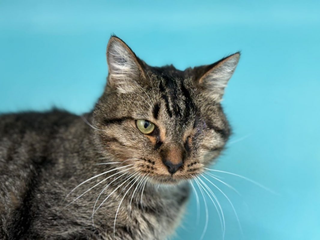 Lenovo réservé - Chat Européen à adopter