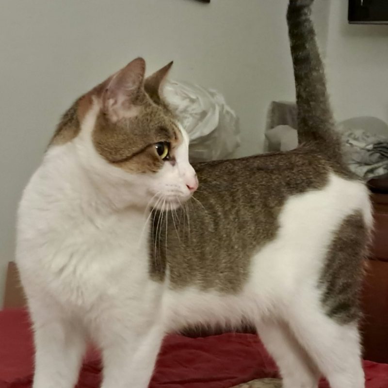 Billy - Chat Européen à adopter