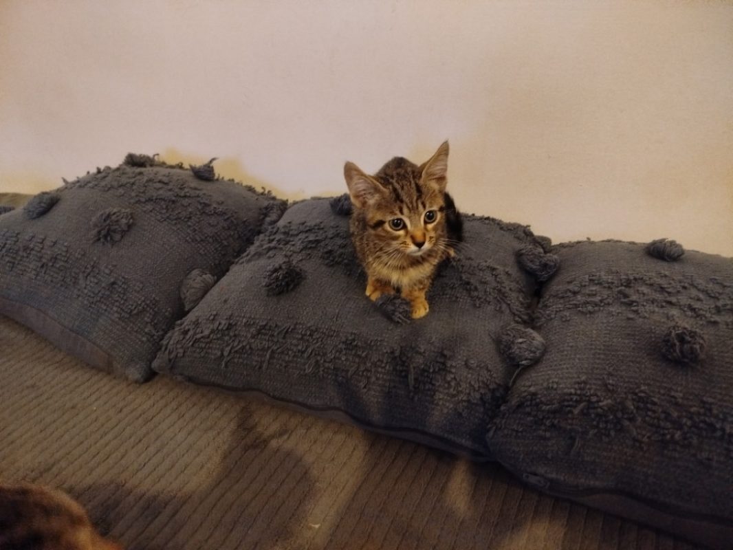 Tino - Chat Européen à adopter