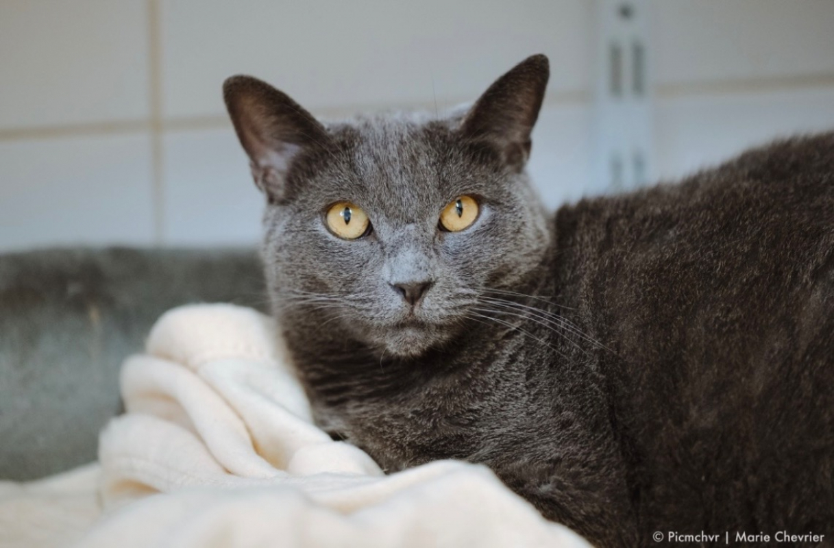 Photo #1 de Chouchou