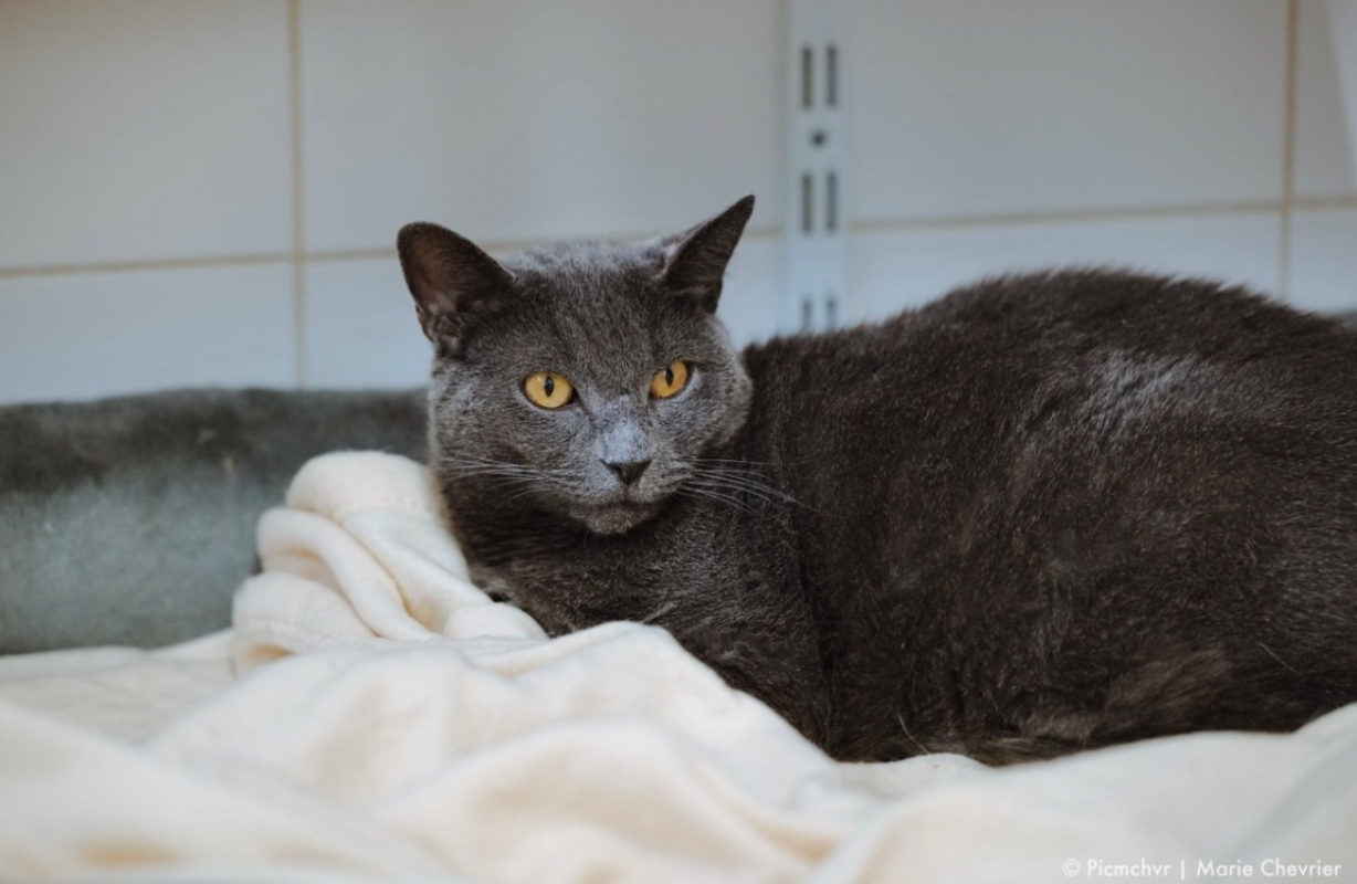 Photo #2 de Chouchou