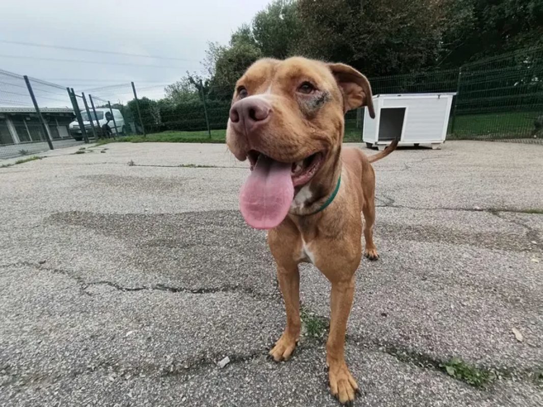Bn - Chien Bouledogue Américain à adopter