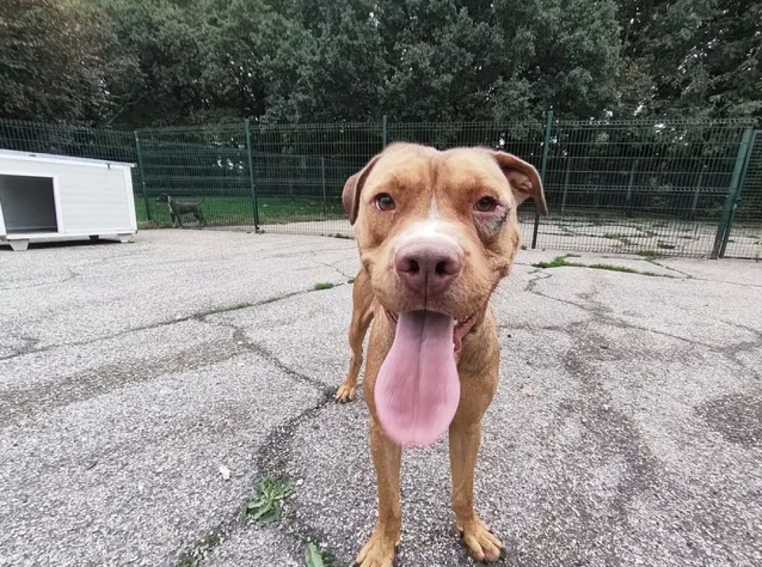 Bn - Chien Bouledogue Américain à adopter - photo 2