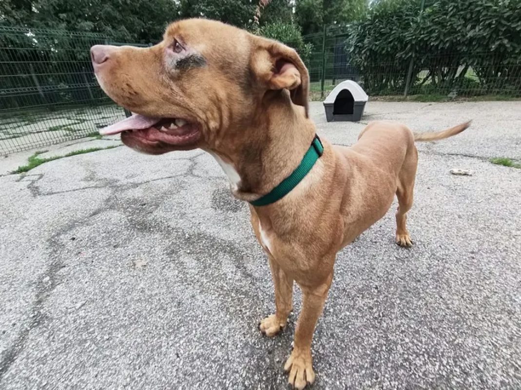Bn - Chien Bouledogue Américain à adopter - photo 3