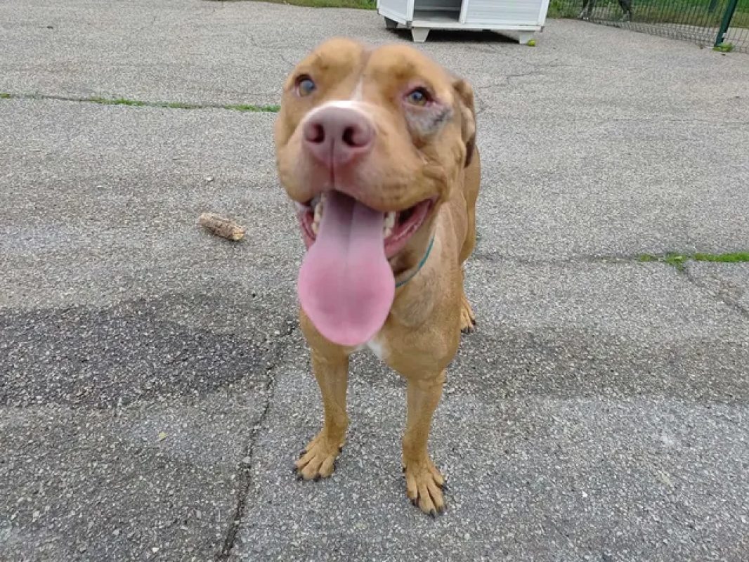 Bn - Chien Bouledogue Américain à adopter - photo 4