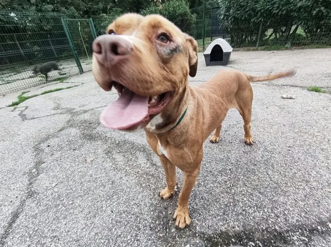 Bn - Chien Bouledogue Américain à adopter - photo 5