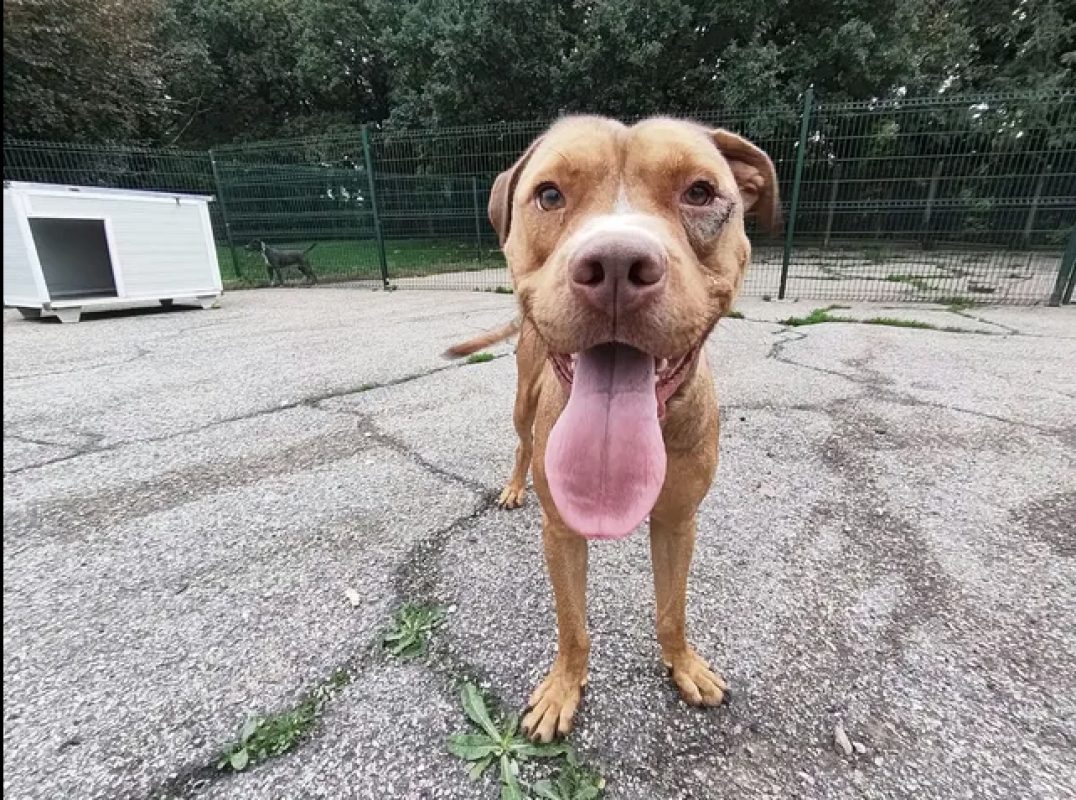 Bn - Chien Bouledogue Américain à adopter - photo 6