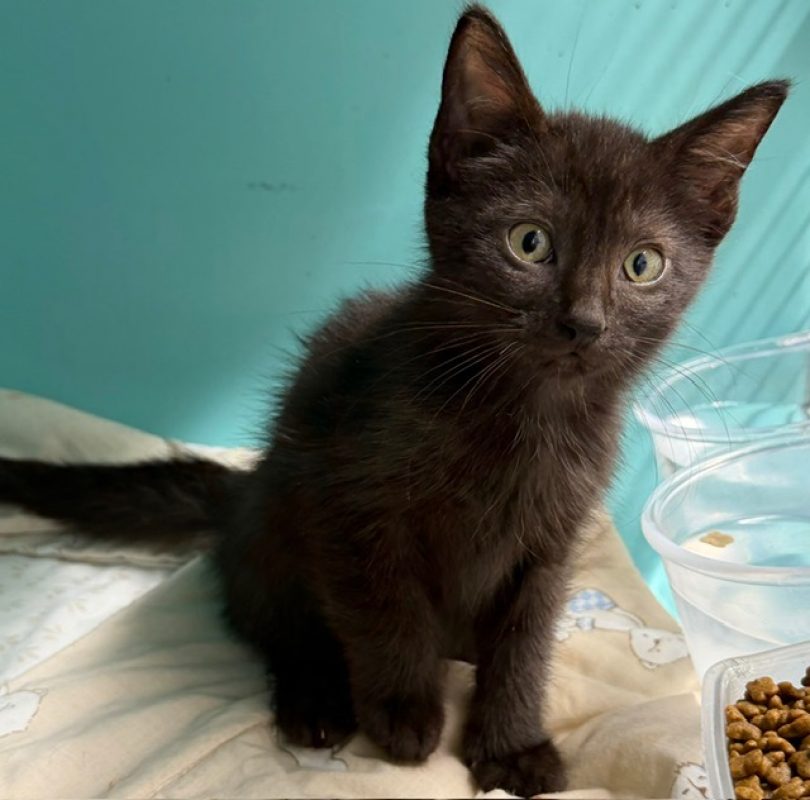 Messala - Chat Européen à adopter