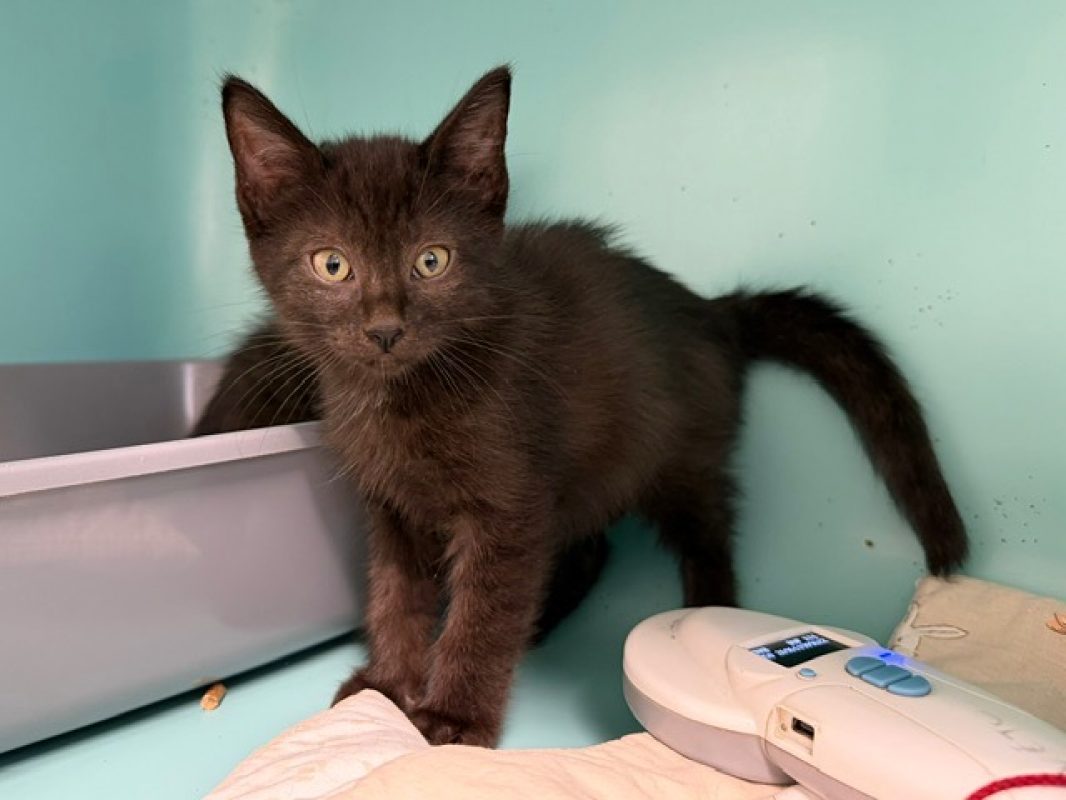 Messala - Chat Européen à adopter - photo 2