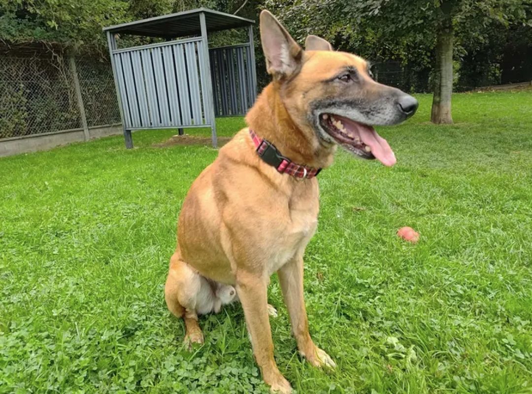 Packo - Chien Berger Belge Malinois à adopter
