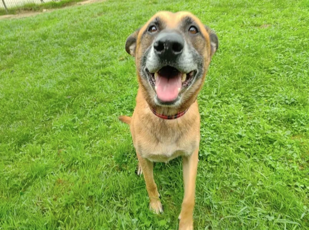 Packo - Chien Berger Belge Malinois à adopter - photo 2