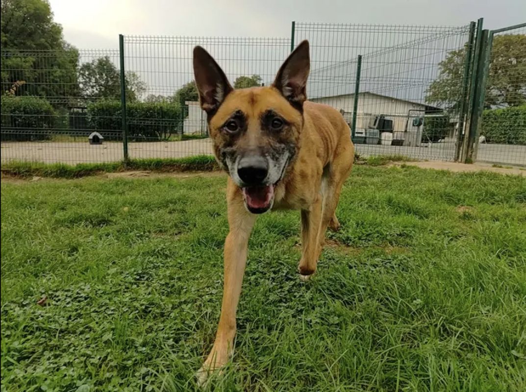 Packo - Chien Berger Belge Malinois à adopter - photo 3